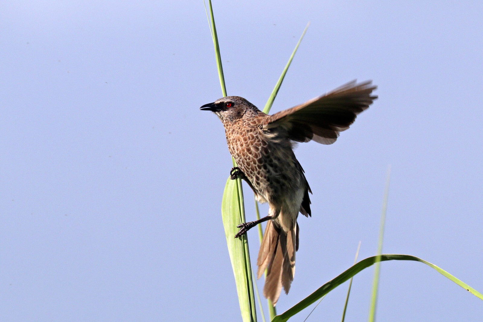 image Hartlaub's Babbler